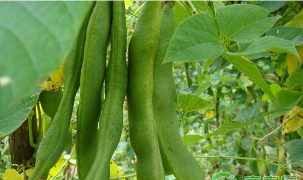 油豆高产种植技术及病虫害防治