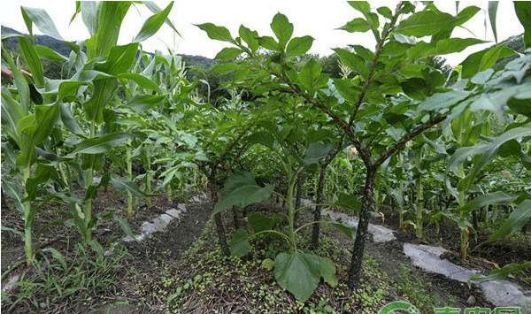 魔芋高效栽培技术及病虫害防治