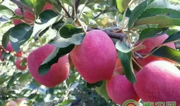 鸡心果栽培技术