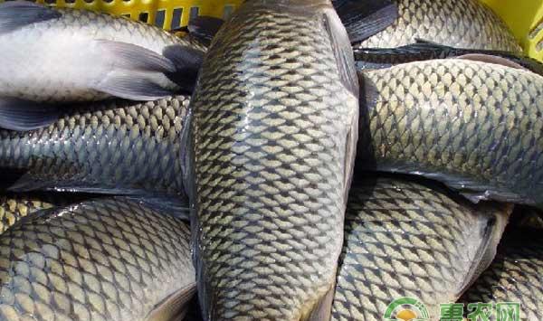 怎么利用网箱养殖鲤鱼？