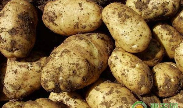 露天套植：火龙果+马铃薯