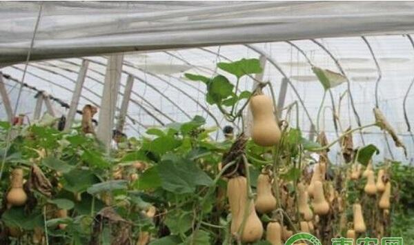 博收607奶油南瓜优质高产栽培技术