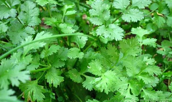 香菜高产种植技术及病虫害防治