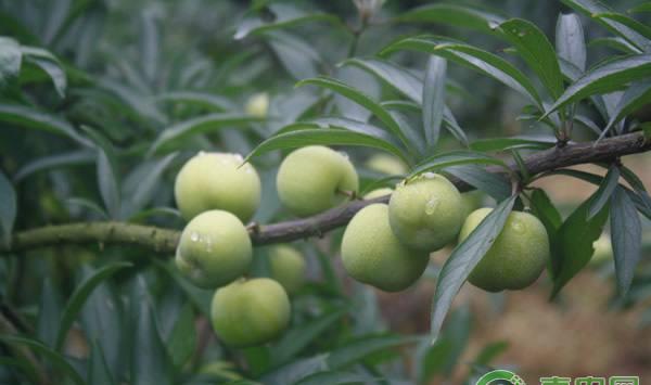 李袋果病的发生原因及其防治方法