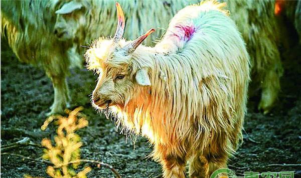 影响高寒地区放牧藏羊生长育肥的几个重要因素