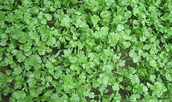 香菜高产种植技术及病虫害防治
