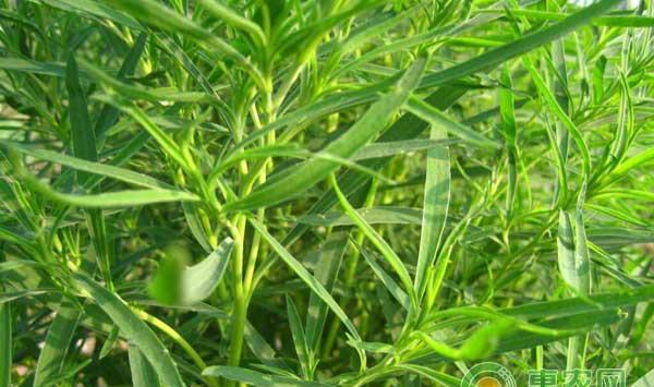 中药材地肤子种植技术及价格行情
