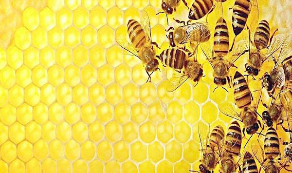 蜜蜂养殖如何防治螟虫害？