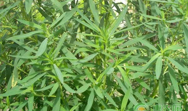 中药材地肤子种植技术及价格行情