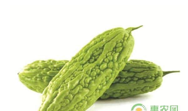 大棚春苦瓜免耕栽培技术（附病虫害防治）