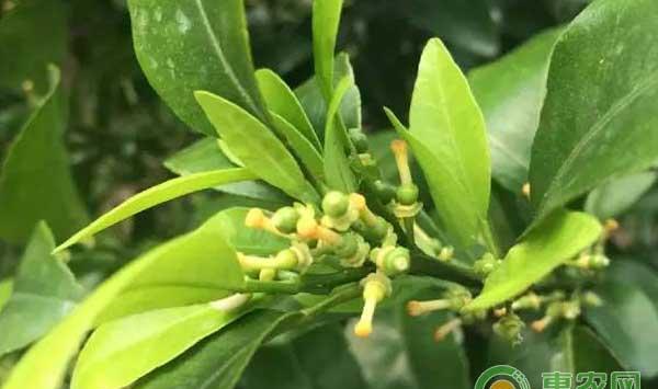 沙糖桔春季管理：保花保果、环割稳果、疏花疏果 