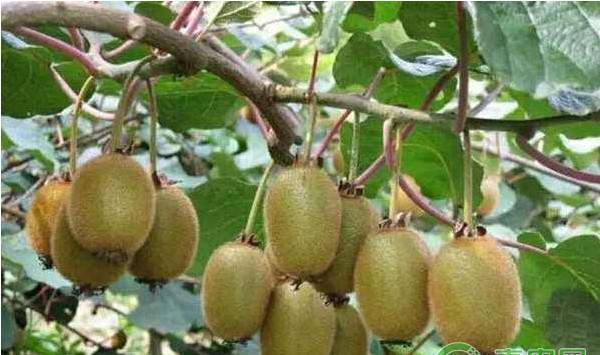 浅析猕猴桃在云南栽培的优势