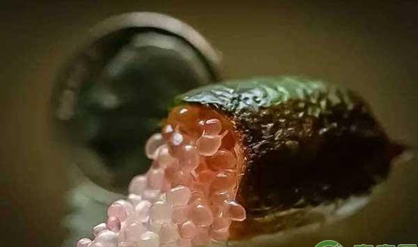 澳洲指橙怎么种？澳洲指橙种植条件及市场分析