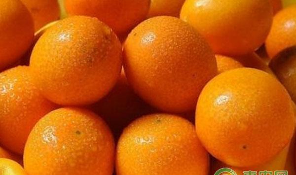 瓜菜类细菌病害