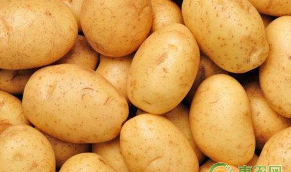 马铃薯如何切块催芽？亩产多少斤？怎样高产种植？