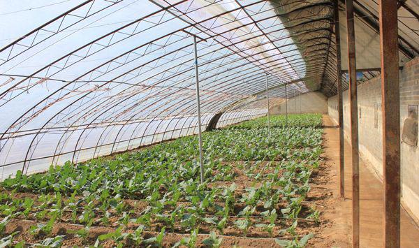 大棚蔬菜定植前怎么消毒？这三个步骤不能少