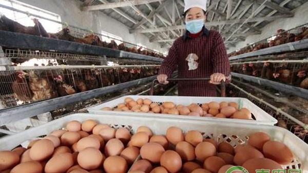 养鸡如何计算采食量