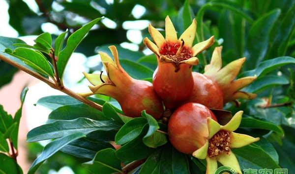 石榴种植技术要点及效益分析