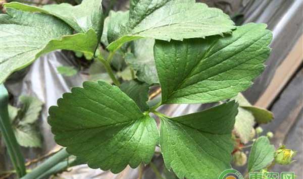 什么原因造成草莓早衰？草莓早衰怎么办