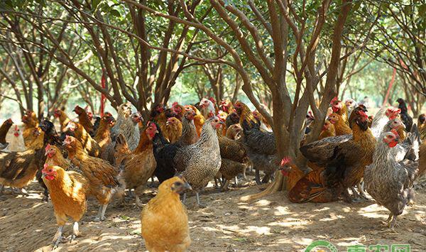 家禽常用药物配方