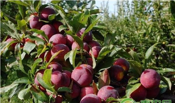 李袋果病的发生原因及其防治方法