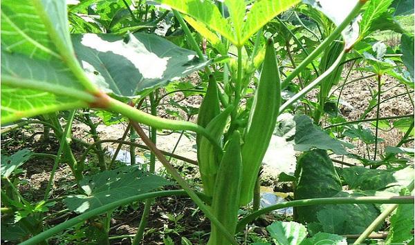 秋葵什么季节种植？秋葵栽培技术