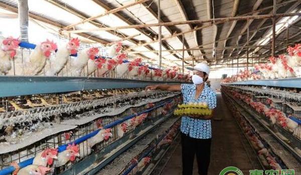 鸡舍春季通风需要把握这四大原则!