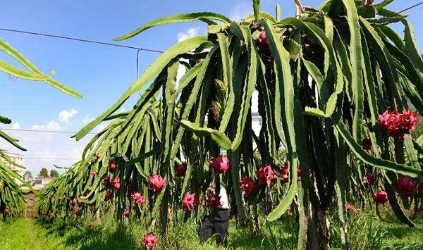 火龙果蚧壳虫怎么防治？