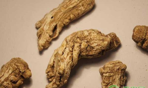 当归怎么种植？当归规范化栽培及病虫害防治技术 