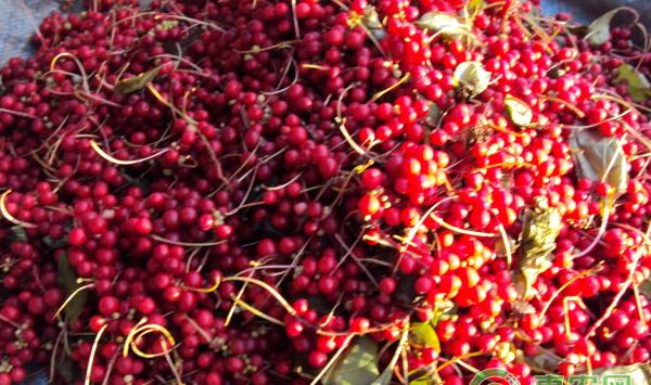 北五味子人工栽培方法