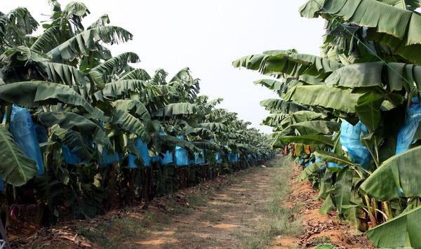 香蕉叶斑病怎么办？香蕉叶斑病综合防治方法