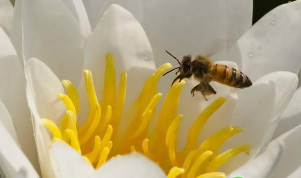 蜜蜂养殖如何防治螟虫害？