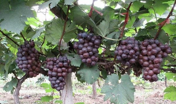 葡萄种植施肥指南：葡萄滴灌全年这5次关键施肥