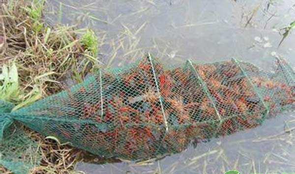 龙虾池青苔爆发怎么办？龙虾养殖池青苔处理措施