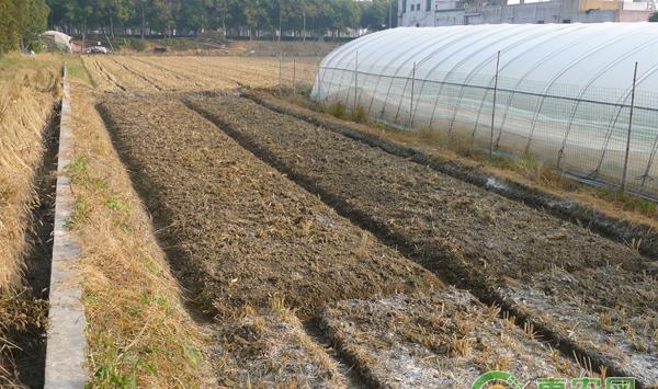 蔬菜根系生长缓慢怎么办？蔬菜根部养护措施