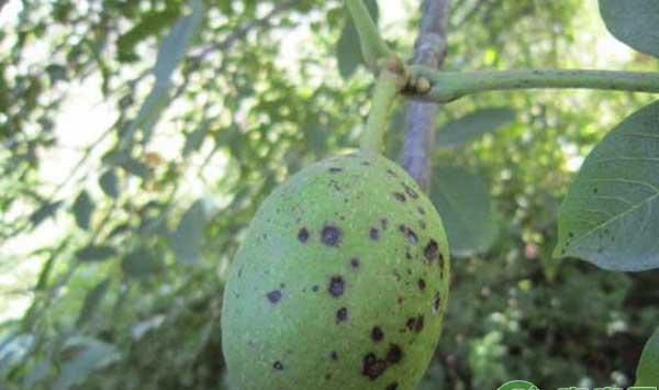 核桃为什么会出现黑斑病？核桃黑斑病的发病规律及防治措施