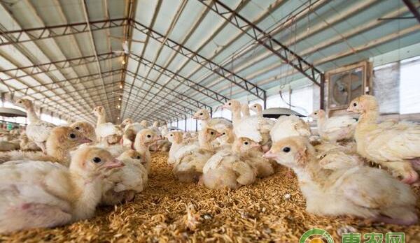 养鸡技术要点