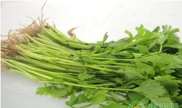 芹菜高效栽培技术及主要病虫害防治