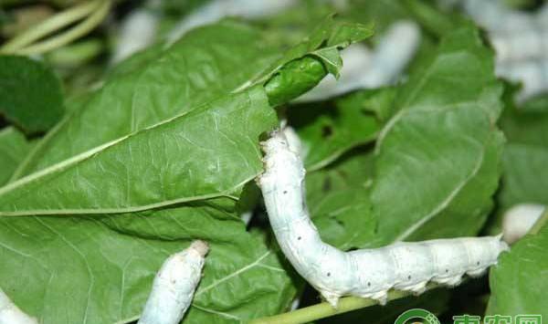 夏秋蚕饲养管理技术要点