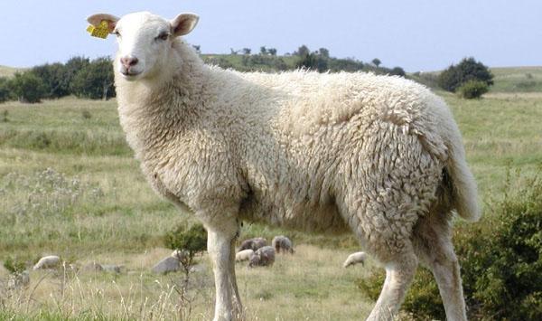 羔羊怎么饲养管理？羔羊的快速育肥技术