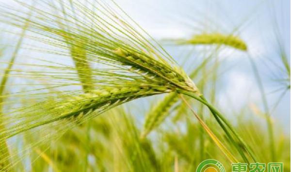 浅析小麦增产栽培技术要点