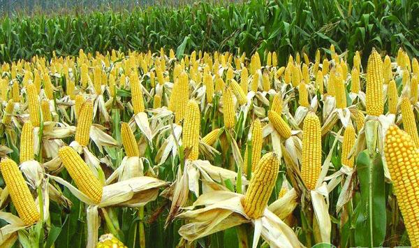 玉米如何杂交？杂交玉米绿色高效栽培技术