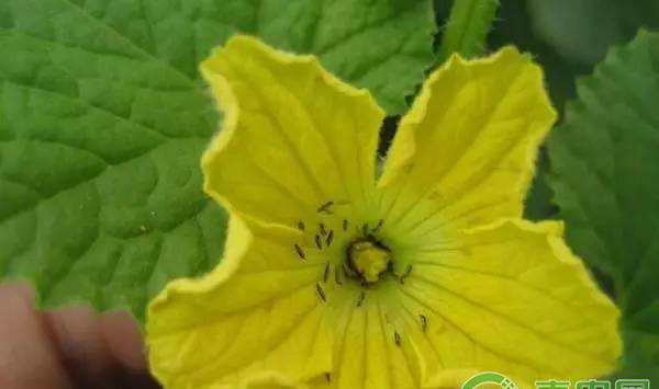 日光温室蔬菜蓟马虫害的防治方法