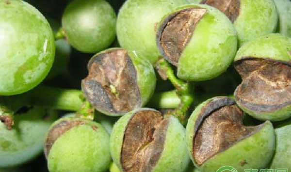  蔬菜为什么要补充钙肥？大棚蔬菜钙肥施用技术