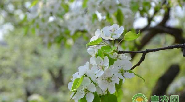 春季梨树花期管理方案