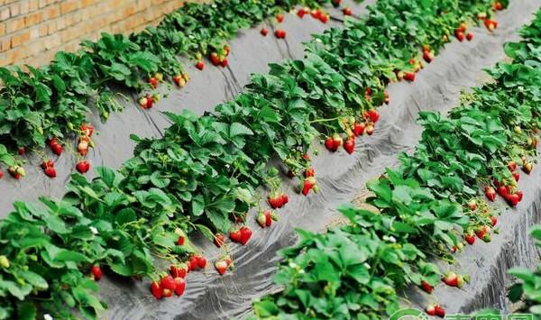 大棚草莓高效栽培技术及病虫害防治