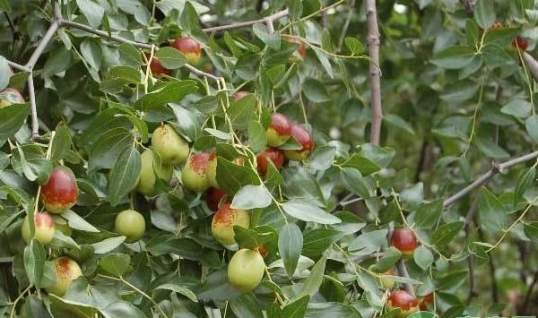 枣树提前落果怎么办？枣树提前落果防治措施