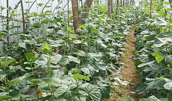 大棚黄瓜高效种植技术及病虫害防治措施