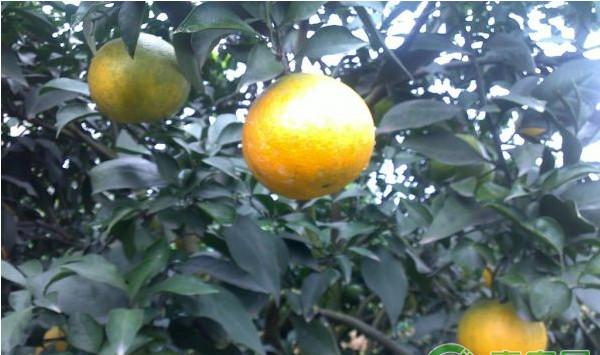 湖北黄石市爱媛28号杂柑丰产种植技术