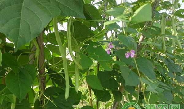 早春设施大棚四季豆高效栽培技术